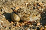 Least Tern