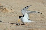 Least Tern