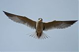 Least Tern