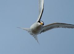 Least Tern