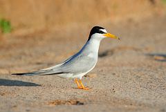 Least Tern