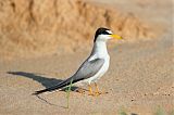 Least Tern