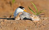 Least Tern