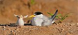 Least Tern