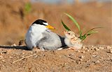 Least Tern