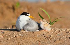 Least Tern