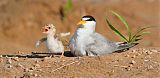 Least Tern