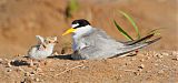 Least Tern