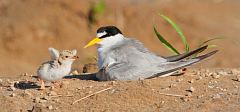 Least Tern