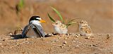 Least Tern