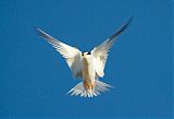 Least Tern