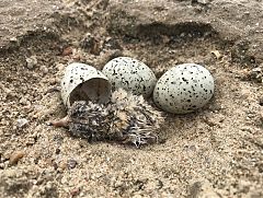 Least Tern