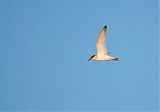 Least Tern