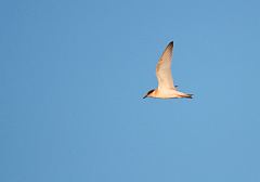 Least Tern