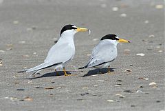 Least Tern