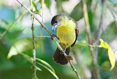 Flame-rumped Tanager