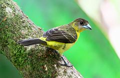 Flame-rumped Tanager