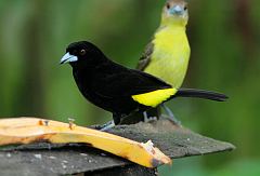 Flame-rumped Tanager