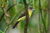 Flame-rumped Tanager