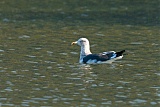 Lesser Black-backed Gullborder=