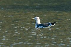 Lesser Black-backed Gull