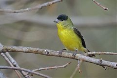 Lesser Goldfinch