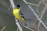 Lesser Goldfinch