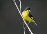 Lesser Goldfinch