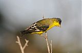 Lesser Goldfinch