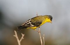 Lesser Goldfinch