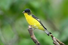 Lesser Goldfinch