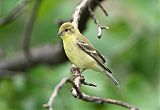 Lesser Goldfinch