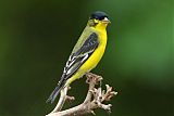 Lesser Goldfinch