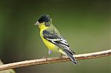 Lesser Goldfinch