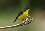 Lesser Goldfinch