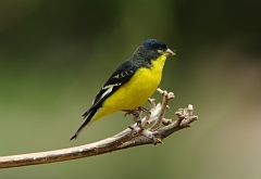 Lesser Goldfinch