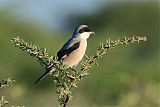 Lesser Gray Shrike