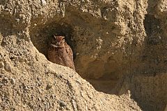 Lesser Horned Owl