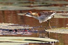 Lesser Jacana