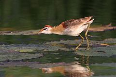 Lesser Jacana