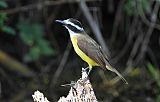 Lesser Kiskadee