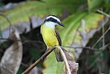 Lesser Kiskadee