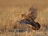 Lesser Prairie-Chickenborder=