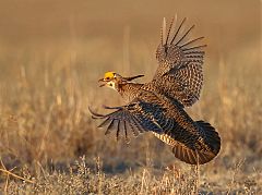 Lesser Prairie-Chicken