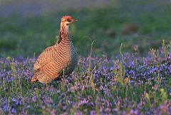 Lesser Prairie-Chicken