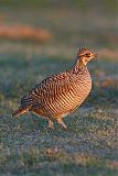 Lesser Prairie-Chicken