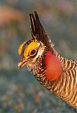 Lesser Prairie-Chicken