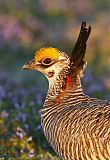 Lesser Prairie-Chickenborder=