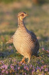 Lesser Prairie-Chicken