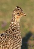 Lesser Prairie-Chicken